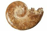Jurassic Ammonite (Hemilytoceras) Fossil - Madagascar #226711-1